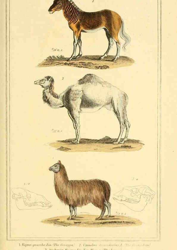 Reproducción/Reproduction 6025604577: The animal kingdom, arranged according to its organization, serving as a foundation for the natural history of animals. v.1 plates. London :G. Henderson,1834-1837