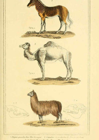 Reproducción/Reproduction 6025604577: The animal kingdom, arranged according to its organization, serving as a foundation for the natural history of animals. v.1 plates. London :G. Henderson,1834-1837