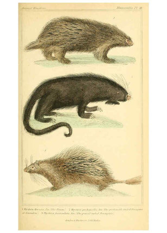 Reproducción/Reproduction 6025599895: The animal kingdom, arranged according to its organization, serving as a foundation for the natural history of animals. v.1 plates. London :G. Henderson,1834-1837