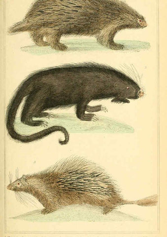 Reproducción/Reproduction 6025599895: The animal kingdom, arranged according to its organization, serving as a foundation for the natural history of animals. v.1 plates. London :G. Henderson,1834-1837