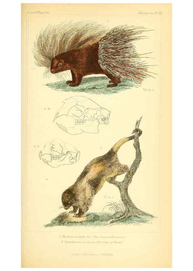 Reproducción/Reproduction 6025600161: The animal kingdom, arranged according to its organization, serving as a foundation for the natural history of animals. v.1 plates. London :G. Henderson,1834-1837