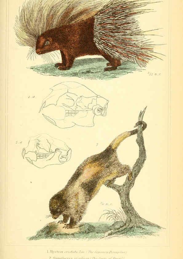 Reproducción/Reproduction 6025600161: The animal kingdom, arranged according to its organization, serving as a foundation for the natural history of animals. v.1 plates. London :G. Henderson,1834-1837