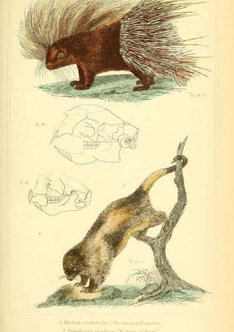 Reproducción/Reproduction 6025600161: The animal kingdom, arranged according to its organization, serving as a foundation for the natural history of animals. v.1 plates. London :G. Henderson,1834-1837