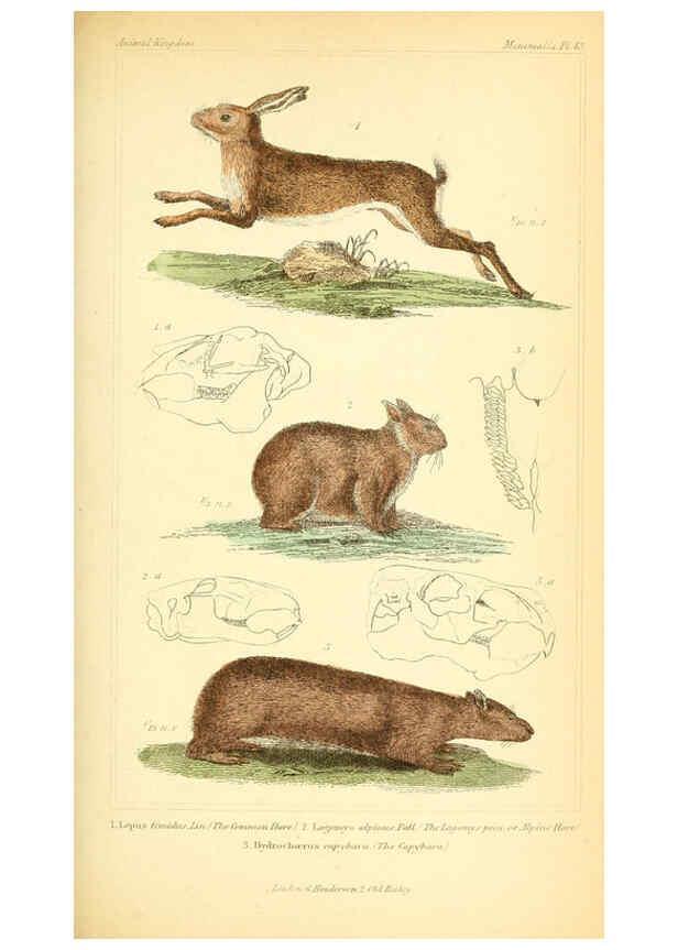 Reproducción/Reproduction 6025600499: The animal kingdom, arranged according to its organization, serving as a foundation for the natural history of animals. v.1 plates. London :G. Henderson,1834-1837