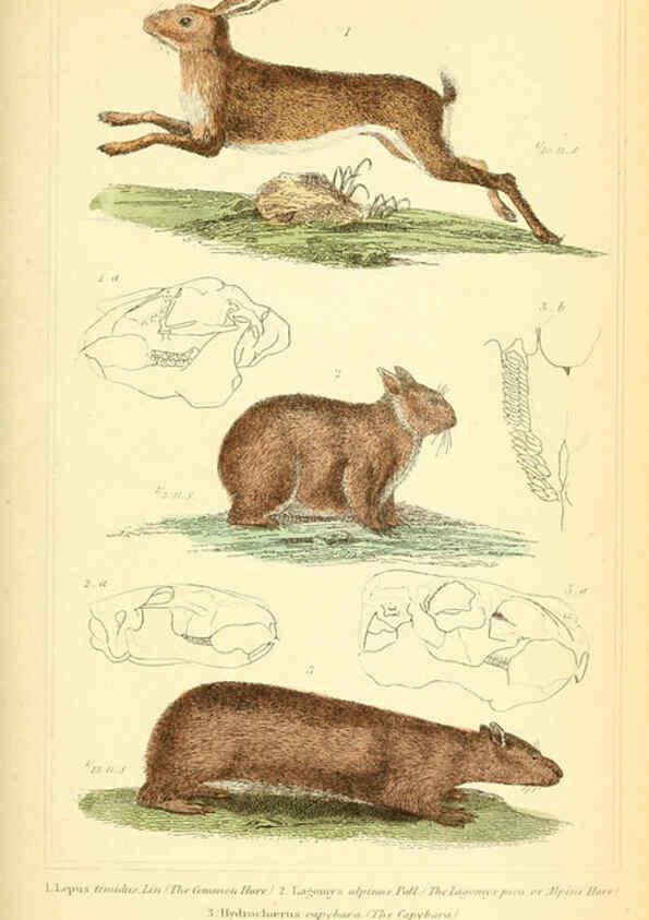 Reproducción/Reproduction 6025600499: The animal kingdom, arranged according to its organization, serving as a foundation for the natural history of animals. v.1 plates. London :G. Henderson,1834-1837