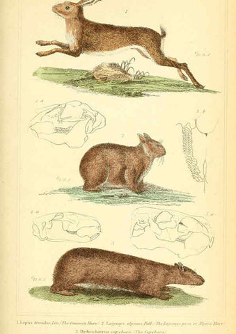Reproducción/Reproduction 6025600499: The animal kingdom, arranged according to its organization, serving as a foundation for the natural history of animals. v.1 plates. London :G. Henderson,1834-1837