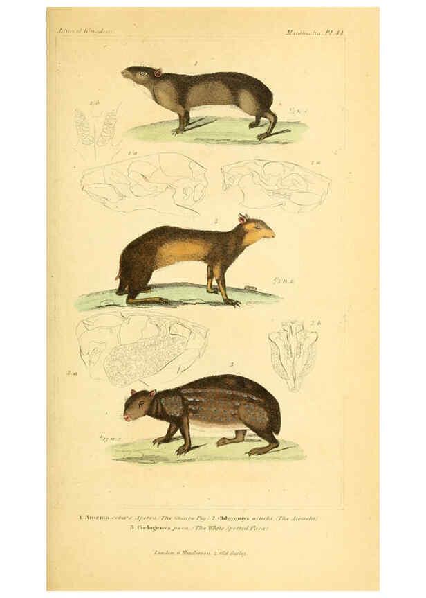 Reproducción/Reproduction 6025600807: The animal kingdom, arranged according to its organization, serving as a foundation for the natural history of animals. v.1 plates. London :G. Henderson,1834-1837