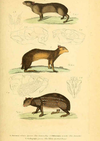Reproducción/Reproduction 6025600807: The animal kingdom, arranged according to its organization, serving as a foundation for the natural history of animals. v.1 plates. London :G. Henderson,1834-1837