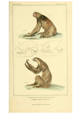 Reproducción/Reproduction 6025601169: The animal kingdom, arranged according to its organization, serving as a foundation for the natural history of animals. v.1 plates. London :G. Henderson,1834-1837