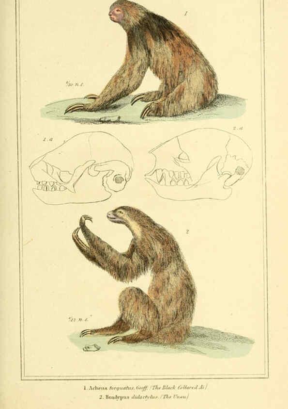 Reproducción/Reproduction 6025601169: The animal kingdom, arranged according to its organization, serving as a foundation for the natural history of animals. v.1 plates. London :G. Henderson,1834-1837