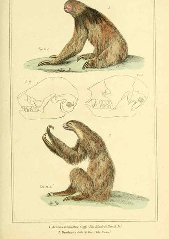 Reproducción/Reproduction 6025601169: The animal kingdom, arranged according to its organization, serving as a foundation for the natural history of animals. v.1 plates. London :G. Henderson,1834-1837