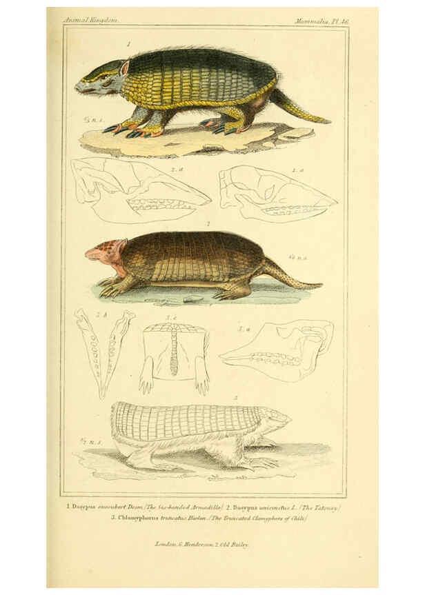 Reproducción/Reproduction 6026157560: The animal kingdom, arranged according to its organization, serving as a foundation for the natural history of animals. v.1 plates. London :G. Henderson,1834-1837