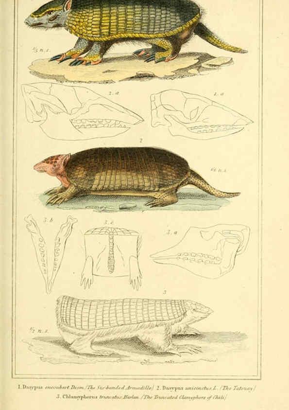 Reproducción/Reproduction 6026157560: The animal kingdom, arranged according to its organization, serving as a foundation for the natural history of animals. v.1 plates. London :G. Henderson,1834-1837