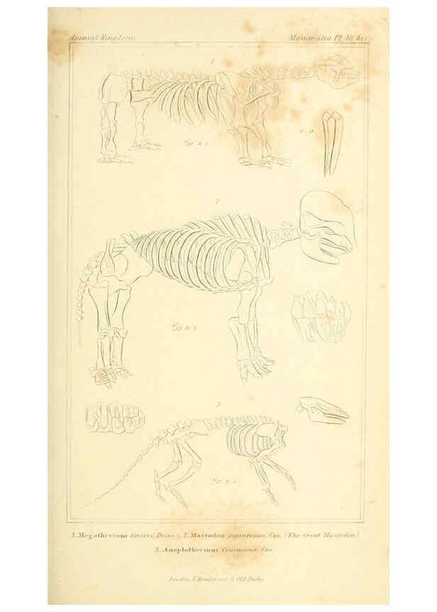 Reproducción/Reproduction 6026157906: The animal kingdom, arranged according to its organization, serving as a foundation for the natural history of animals. v.1 plates. London :G. Henderson,1834-1837