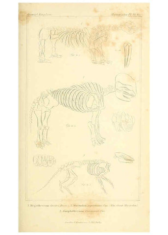 Reproducción/Reproduction 6026157906: The animal kingdom, arranged according to its organization, serving as a foundation for the natural history of animals. v.1 plates. London :G. Henderson,1834-1837