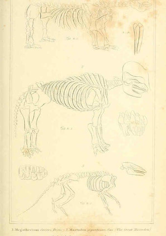 Reproducción/Reproduction 6026157906: The animal kingdom, arranged according to its organization, serving as a foundation for the natural history of animals. v.1 plates. London :G. Henderson,1834-1837