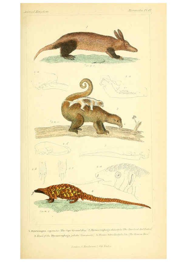 Reproducción/Reproduction 6026158144: The animal kingdom, arranged according to its organization, serving as a foundation for the natural history of animals. v.1 plates. London :G. Henderson,1834-1837