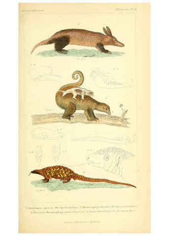 Reproducción/Reproduction 6026158144: The animal kingdom, arranged according to its organization, serving as a foundation for the natural history of animals. v.1 plates. London :G. Henderson,1834-1837