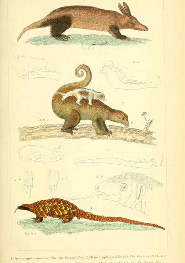 Reproducción/Reproduction 6026158144: The animal kingdom, arranged according to its organization, serving as a foundation for the natural history of animals. v.1 plates. London :G. Henderson,1834-1837