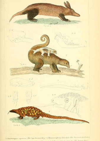 Reproducción/Reproduction 6026158144: The animal kingdom, arranged according to its organization, serving as a foundation for the natural history of animals. v.1 plates. London :G. Henderson,1834-1837