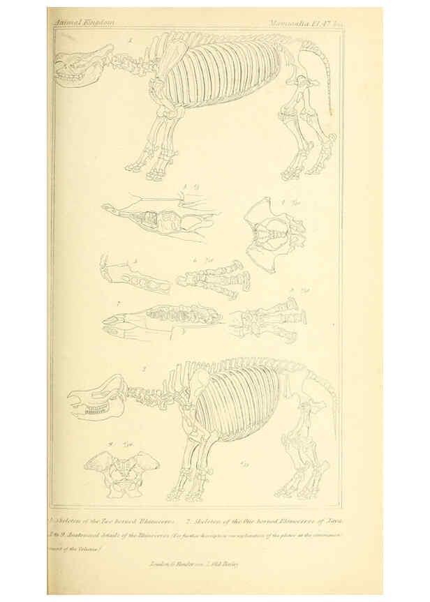 Reproducción/Reproduction 6026158390: The animal kingdom, arranged according to its organization, serving as a foundation for the natural history of animals. v.1 plates. London :G. Henderson,1834-1837