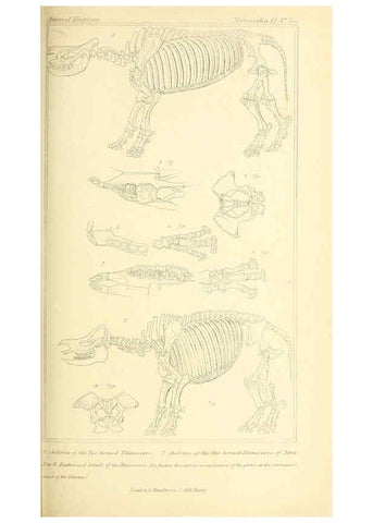 Reproducción/Reproduction 6026158390: The animal kingdom, arranged according to its organization, serving as a foundation for the natural history of animals. v.1 plates. London :G. Henderson,1834-1837