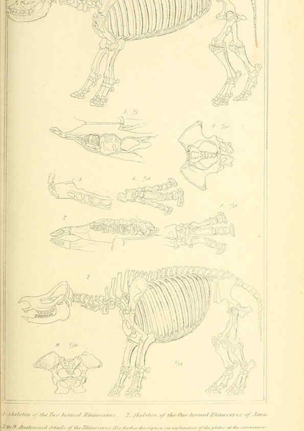 Reproducción/Reproduction 6026158390: The animal kingdom, arranged according to its organization, serving as a foundation for the natural history of animals. v.1 plates. London :G. Henderson,1834-1837
