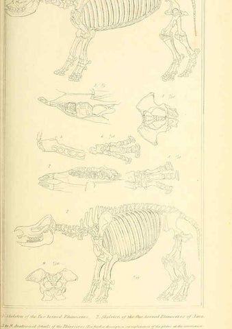Reproducción/Reproduction 6026158390: The animal kingdom, arranged according to its organization, serving as a foundation for the natural history of animals. v.1 plates. London :G. Henderson,1834-1837