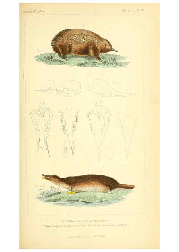 Reproducción/Reproduction 6026158748: The animal kingdom, arranged according to its organization, serving as a foundation for the natural history of animals. v.1 plates. London :G. Henderson,1834-1837