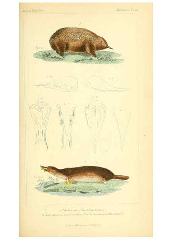 Reproducción/Reproduction 6026158748: The animal kingdom, arranged according to its organization, serving as a foundation for the natural history of animals. v.1 plates. London :G. Henderson,1834-1837