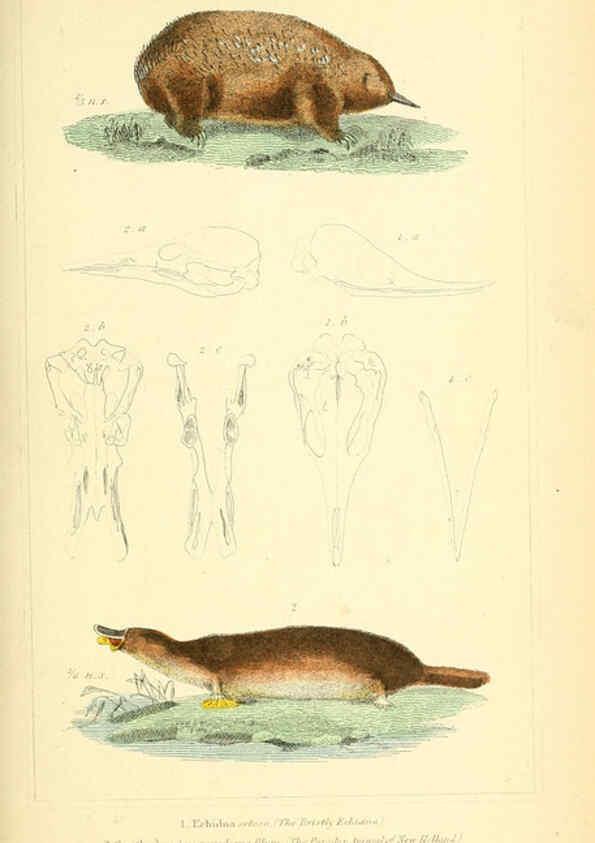 Reproducción/Reproduction 6026158748: The animal kingdom, arranged according to its organization, serving as a foundation for the natural history of animals. v.1 plates. London :G. Henderson,1834-1837