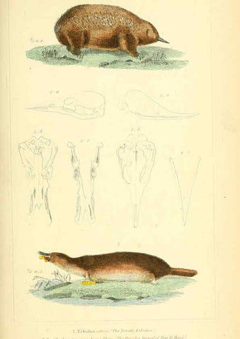 Reproducción/Reproduction 6026158748: The animal kingdom, arranged according to its organization, serving as a foundation for the natural history of animals. v.1 plates. London :G. Henderson,1834-1837