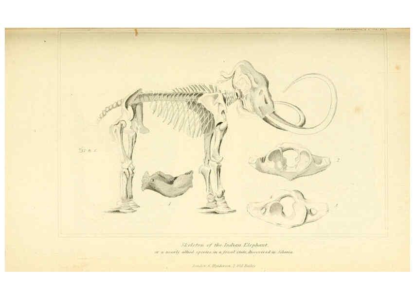 Reproducción/Reproduction 6026158966: The animal kingdom, arranged according to its organization, serving as a foundation for the natural history of animals. v.1 plates. London :G. Henderson,1834-1837