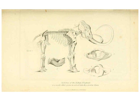 Reproducción/Reproduction 6026158966: The animal kingdom, arranged according to its organization, serving as a foundation for the natural history of animals. v.1 plates. London :G. Henderson,1834-1837