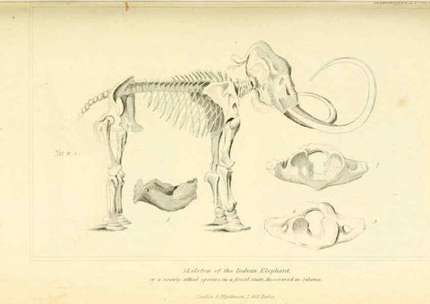 Reproducción/Reproduction 6026158966: The animal kingdom, arranged according to its organization, serving as a foundation for the natural history of animals. v.1 plates. London :G. Henderson,1834-1837