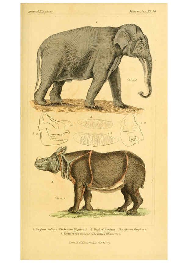 Reproducción/Reproduction 6026159238: The animal kingdom, arranged according to its organization, serving as a foundation for the natural history of animals. v.1 plates. London :G. Henderson,1834-1837