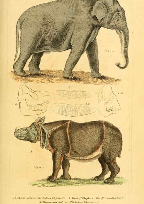 Reproducción/Reproduction 6026159238: The animal kingdom, arranged according to its organization, serving as a foundation for the natural history of animals. v.1 plates. London :G. Henderson,1834-1837
