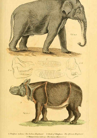 Reproducción/Reproduction 6026159238: The animal kingdom, arranged according to its organization, serving as a foundation for the natural history of animals. v.1 plates. London :G. Henderson,1834-1837