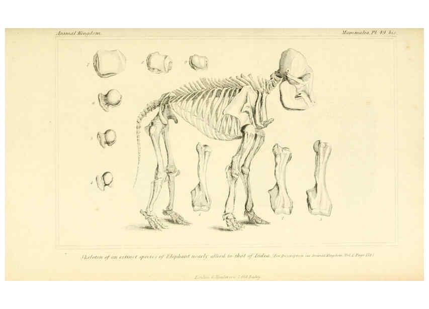 Reproducción/Reproduction 6026159554: The animal kingdom, arranged according to its organization, serving as a foundation for the natural history of animals. v.1 plates. London :G. Henderson,1834-1837