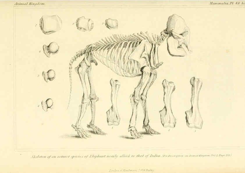 Reproducción/Reproduction 6026159554: The animal kingdom, arranged according to its organization, serving as a foundation for the natural history of animals. v.1 plates. London :G. Henderson,1834-1837