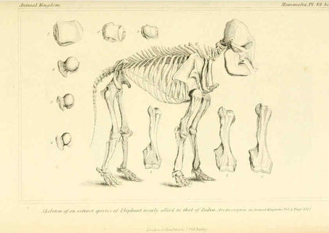 Reproducción/Reproduction 6026159554: The animal kingdom, arranged according to its organization, serving as a foundation for the natural history of animals. v.1 plates. London :G. Henderson,1834-1837