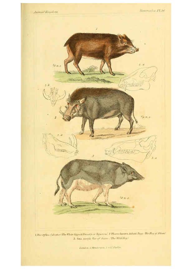Reproducción/Reproduction 6026159780: The animal kingdom, arranged according to its organization, serving as a foundation for the natural history of animals. v.1 plates. London :G. Henderson,1834-1837