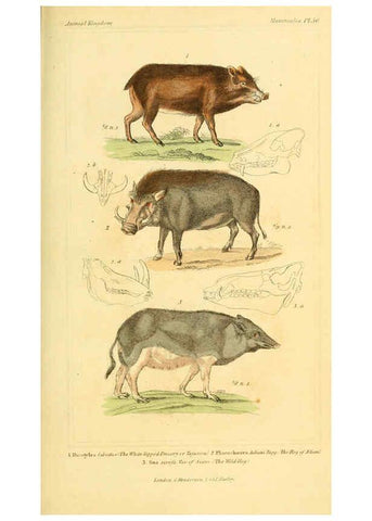Reproducción/Reproduction 6026159780: The animal kingdom, arranged according to its organization, serving as a foundation for the natural history of animals. v.1 plates. London :G. Henderson,1834-1837