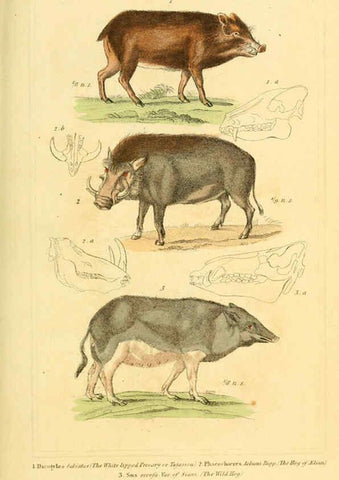 Reproducción/Reproduction 6026159780: The animal kingdom, arranged according to its organization, serving as a foundation for the natural history of animals. v.1 plates. London :G. Henderson,1834-1837