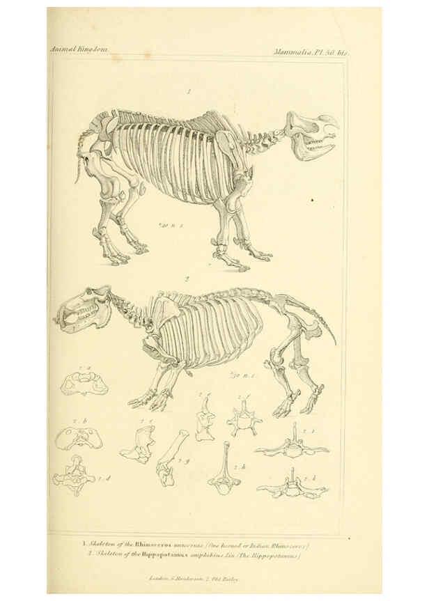 Reproducción/Reproduction 6026160012: The animal kingdom, arranged according to its organization, serving as a foundation for the natural history of animals. v.1 plates. London :G. Henderson,1834-1837