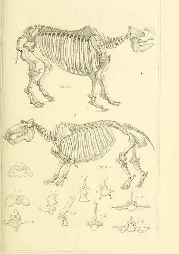 Reproducción/Reproduction 6026160012: The animal kingdom, arranged according to its organization, serving as a foundation for the natural history of animals. v.1 plates. London :G. Henderson,1834-1837