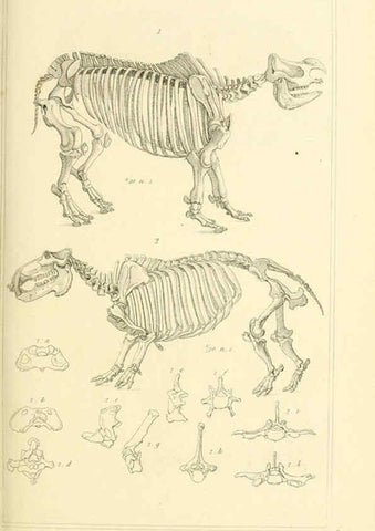 Reproducción/Reproduction 6026160012: The animal kingdom, arranged according to its organization, serving as a foundation for the natural history of animals. v.1 plates. London :G. Henderson,1834-1837