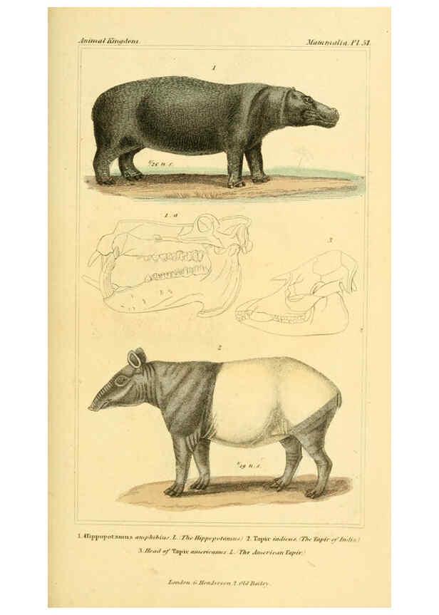 Reproducción/Reproduction 6025604097: The animal kingdom, arranged according to its organization, serving as a foundation for the natural history of animals. v.1 plates. London :G. Henderson,1834-1837