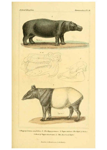 Reproducción/Reproduction 6025604097: The animal kingdom, arranged according to its organization, serving as a foundation for the natural history of animals. v.1 plates. London :G. Henderson,1834-1837