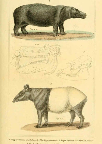 Reproducción/Reproduction 6025604097: The animal kingdom, arranged according to its organization, serving as a foundation for the natural history of animals. v.1 plates. London :G. Henderson,1834-1837
